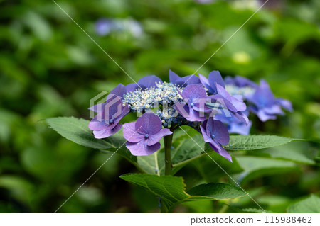 Lotkerchen 花在改變顏色和綠色複製空間的過程中 115988462