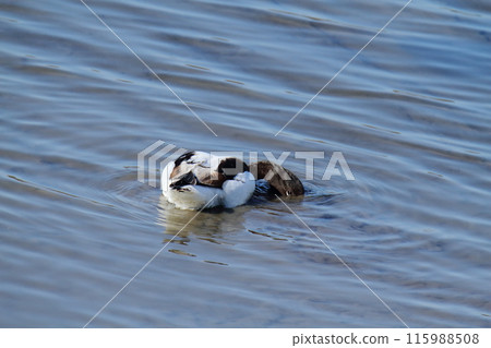 Arao City Coast: Common Shelduck, 115988508