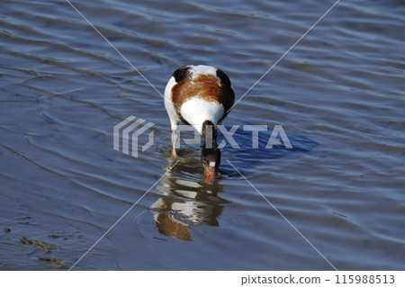Arao City Coast: Common Shelduck, 115988513