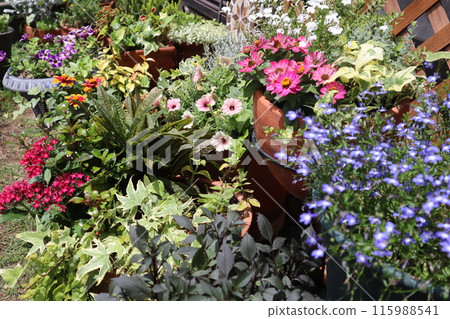 Colorful summer flower arrangements and pots Colorful summer flower arrangements and pots 115988541