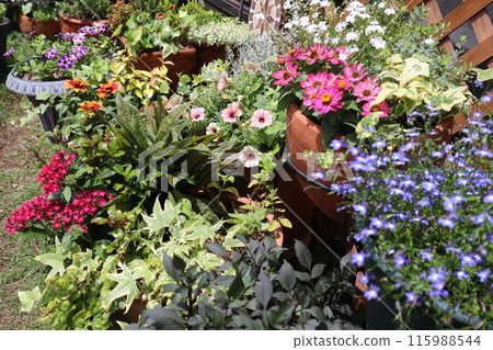 色彩繽紛的夏日鮮花和盆栽 色彩繽紛的夏日鮮花和盆栽 115988544