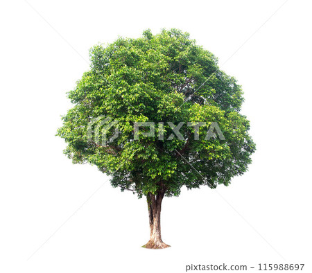 Isolated (Burma padauk) Pterocarpus macrocarpus trees on white background. tropical trees isolated used for design, advertising and architecture. 115988697