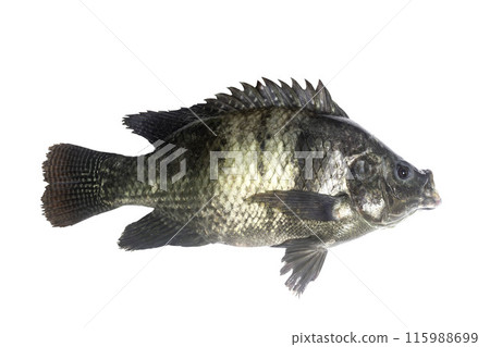 Nile tilapia fish isolated on white background with Clipping Path 115988699