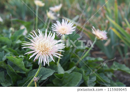 Native gerbera / Double white petals with pale pink 115989045