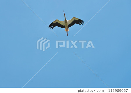 Storks of Eguisheim 115989067