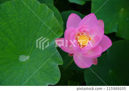 高神谷歷史公園的男鹿蓮花（島根縣） 115989205