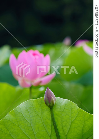 高神谷歷史公園的男鹿蓮花（島根縣） 115989207