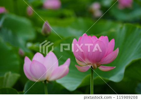 高神谷歷史公園的男鹿蓮花（島根縣） 115989208