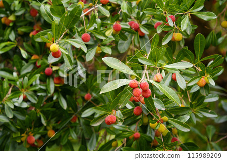 Yamamomo梅花 115989209