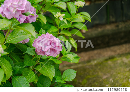 Hydrangea blooming in the clear of the rainy season 115989358