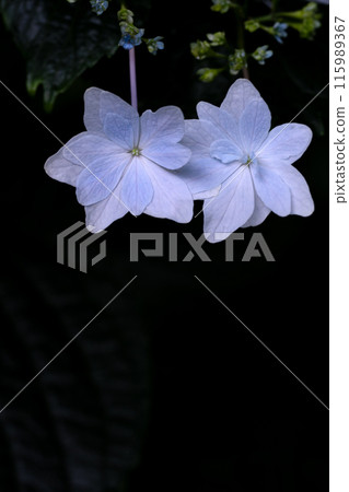A close-up of the pure white petals of a firework using a macro lens 115989367