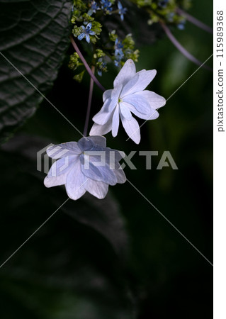 A close-up of the pure white petals of a firework using a macro lens 115989368