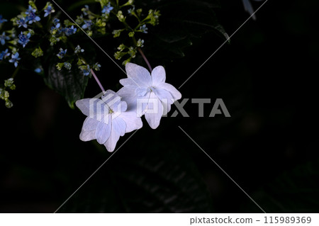 A close-up of the pure white petals of a firework using a macro lens 115989369