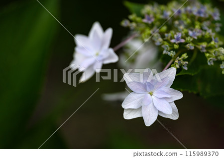 A close-up of the pure white petals of a firework using a macro lens 115989370