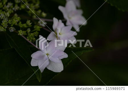 用微距鏡頭特寫煙火的純白色花萼 115989371
