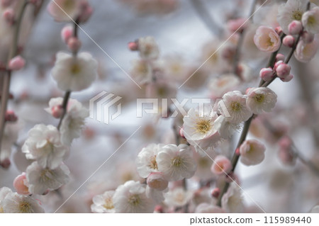 white plum blossom 115989440