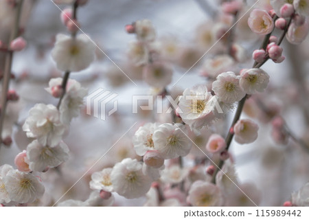 白梅花 115989442