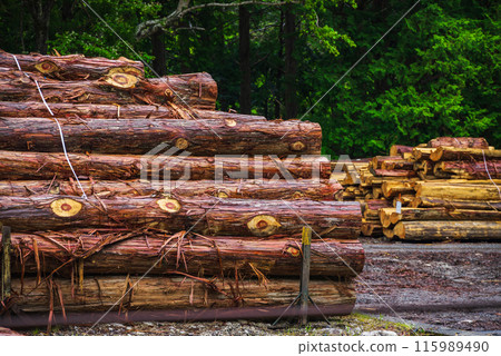 Kiso Hinoki logs [Agematsu Town, Kiso District] 115989490