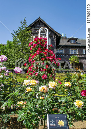 東京舊古河庭園 春天的玫瑰花景 都立庭園 115989520