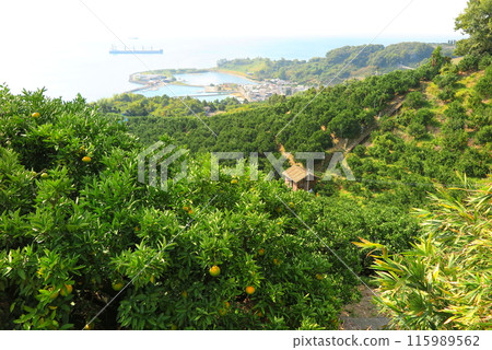 愛媛郡松山市五後島:低山上遍佈柑橘田 愛媛郡松山市五後島:低山上遍佈柑橘田 115989562