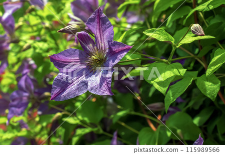 View of the flowers of the large-flowered clematis Blue Angel Viticella against a background of green foliage View of the flowers of the large-flowered clematis Blue Angel Viticella against a background of green foliage 115989566