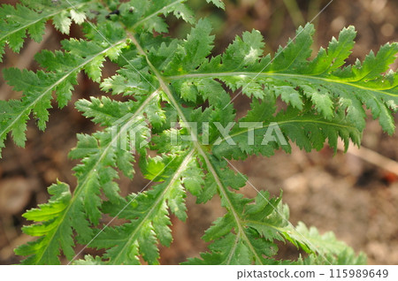 Artemisia leaves on a sunny day Artemisia leaves on a sunny day 115989649