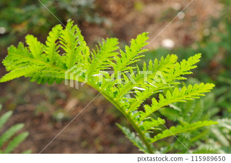 艾葉可以驅蟲 115989650