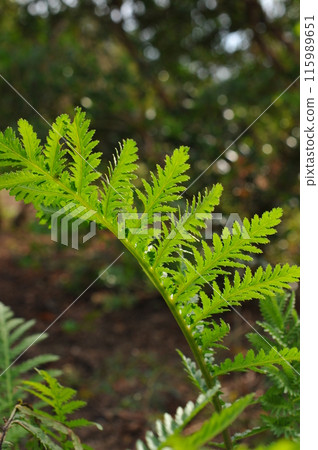 Artemisia leaves as insect repellent 115989651