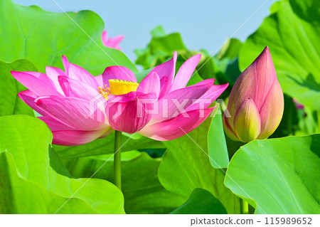 愛西市森川花蓮田美麗的蓮花花瓣和花蕾 115989652