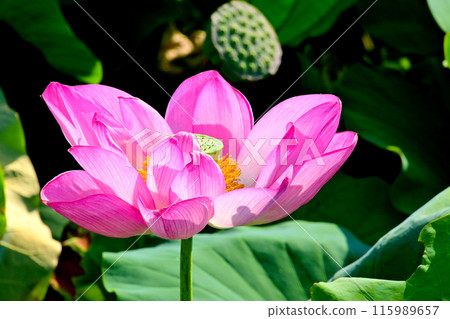 Pink lotus flowers at Morikawa Flower Field, Aisai City, Aichi Prefecture Pink lotus flowers at Morikawa Flower Field, Aisai City, Aichi Prefecture 115989657