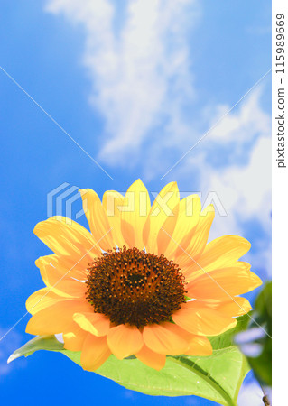 Sunflower in blue sky Sunflower in blue sky 115989669