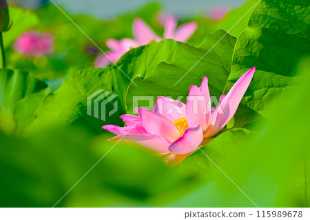 Pink lotus flowers at Morikawa Flower Field, Aisai City, Aichi Prefecture 115989678