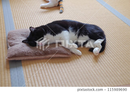 Hachiwate cat sleeping Hachiwate cat sleeping 115989690
