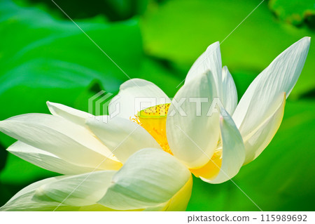 White lotus flowers at Morikawa Flower Field, Aisai City, Aichi Prefecture White lotus flowers at Morikawa Flower Field, Aisai City, Aichi Prefecture 115989692