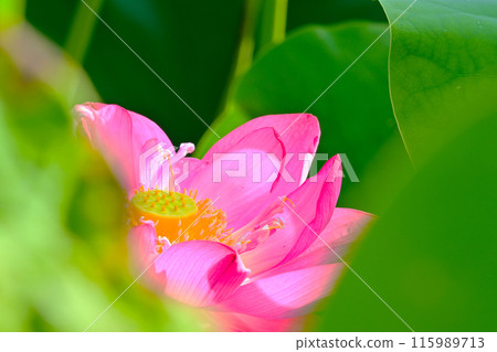 Pink lotus flowers at Morikawa Flower Field, Aisai City, Aichi Prefecture 115989713