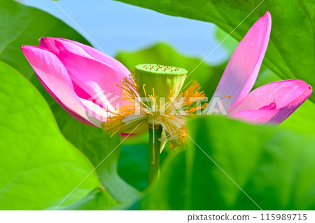 一朵花瓣已開始飄落的蓮花 115989715