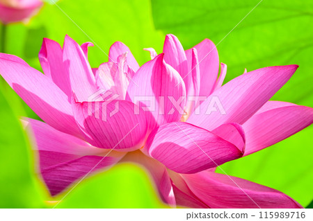 美麗的蓮花盛開 115989716