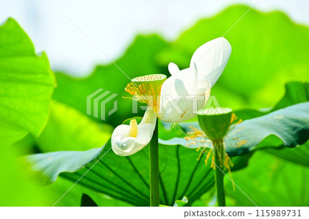 愛知縣愛西市森川花蓮田的白蓮花 115989731