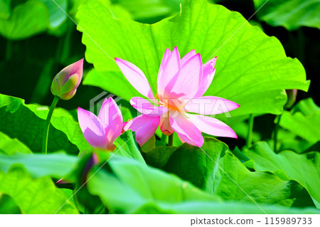 Beautiful lotus petals and buds at Morikawa Flower Field in Aisai City 115989733