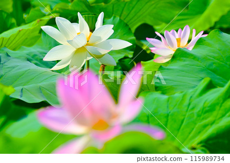 愛知縣愛西市森川花蓮田的白蓮花 愛知縣愛西市森川花蓮田的白蓮花 115989734