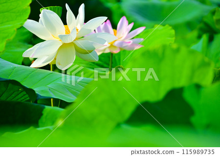 愛知縣愛西市森川花蓮田的白蓮花 愛知縣愛西市森川花蓮田的白蓮花 115989735