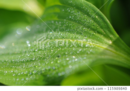 Lily of the valley leaves with morning dew Lily of the valley leaves with morning dew 115989840