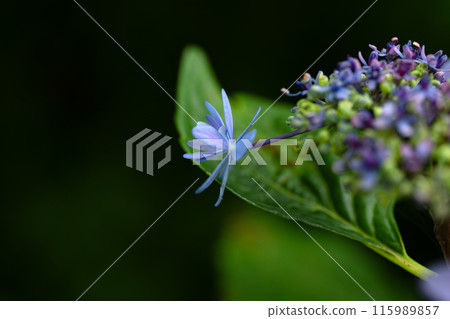 繡球花、清澄澤 115989857