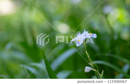 Iris japonica flowers blooming in the field 115990067