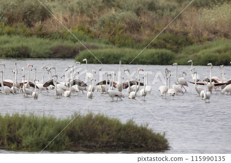 Phoenicopterus - a flock of pink flamingos are swimming in a lake Phoenicopterus - a flock of pink flamingos are swimming in a lake 115990135