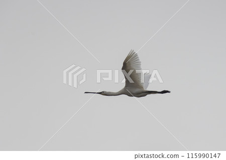 Platalea leucorodia Eurasian spoonbill - white bird with a long beak flies through the sky 115990147