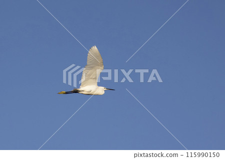 Little Egret - Egretta garzetta - white bird with a yellow beak flies through a blue sky 115990150