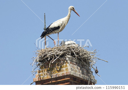 White stork - Ciconia ciconia - white and black bird is standing on a nest 115990151