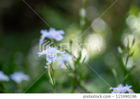 Iris japonica flowers blooming in the field 115990196