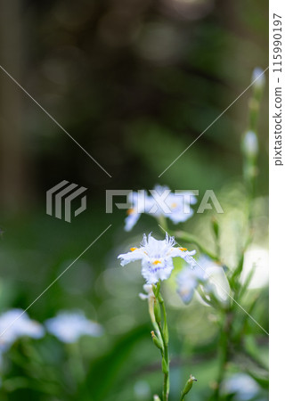 Iris japonica flowers blooming in the field 115990197